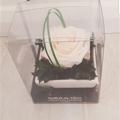 Everlasting white rose 