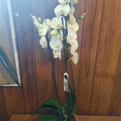  white orchid in pot