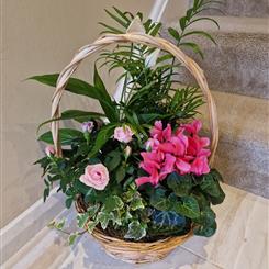  basket of plants 