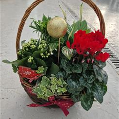 Festive planted basket florist choice