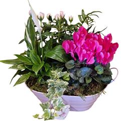 A Pink planter